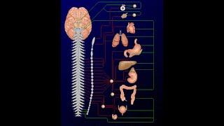 Systéme nerveux autonome 2 [upl. by Haleigh95]