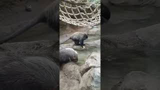 Blue Faced Monkey and Porcupine Kansas City Zoo [upl. by Matias]