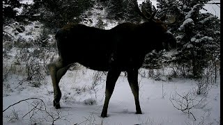 Big Montana Moose All Over the Place  Winter 20232024 Highlights [upl. by O'Brien]