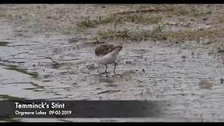 Temmincks Stint [upl. by Forest701]