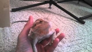 Bearded dragon yawning filmed with Droid Maxx HD [upl. by Lonyer]