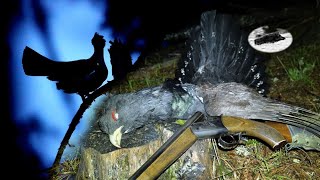 Hunting Capercaillie in the spring in Bulgaria Fantastic mating time [upl. by Risan]