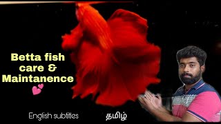 Betta fish care amp Maintainance 💕  Tips from Breeder🔥  தமிழ்  aquapetsfarmtamil4785 [upl. by Niwre574]