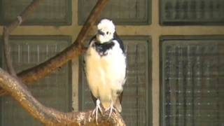 black collared starling singing [upl. by Bevis]