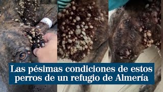 Llenos de garrapatas y desnutridos las pésimas condiciones de los perros de un refugio de Almería [upl. by Allyce]