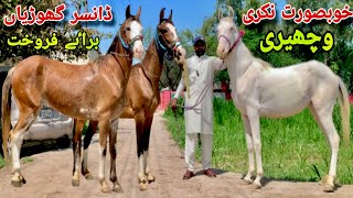 Pakistani Desi horse For Sale  Nukri  horse for sale [upl. by Nij]