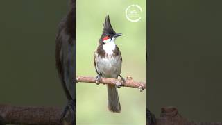 Red whiskered Bulbul  bulbul  red whiskered bulbul [upl. by Annecorinne]