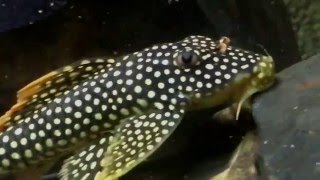 L014 Scobinancistrus Aureatus  Sunshine pleco [upl. by Harbour]