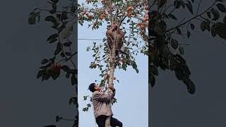 The process of picking persimmons from the top of the tree [upl. by Atalayah256]