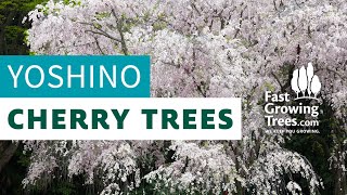 Yoshino Flowering Cherry Trees  FastGrowingTreescom [upl. by Arnie]