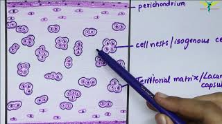 Hyaline cartilage slides and function preview  Human Histology  Kenhub [upl. by Irrej]