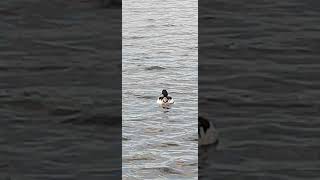 Linlithgow Goosander 25th May 2024 short shortswithcamilla [upl. by Oinotnanauj657]