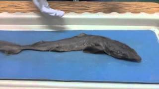 Dogfish Shark Dissection [upl. by Maccarthy776]