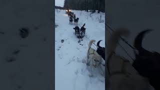 Sled Dogs Alberta alberta sleddog mushing [upl. by Natica391]