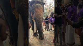 Ganapathy elephant Guruvayoor hindufestival aana guruvayoorelephants trendingshorts [upl. by Friedlander]