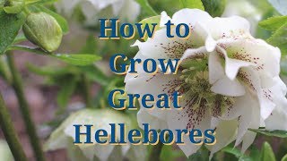 How to Grow Great Hellebores [upl. by Suoicserp]