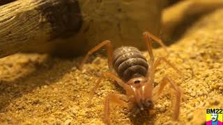 Dozer the Camel Spider Solifugae Eating Lunch [upl. by Kile]