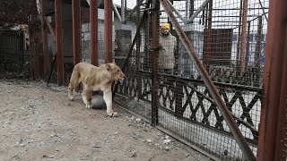 По кому на самом деле скучает и кого ждет львенок Шерхан из Тайгана Неожиданный эпизод [upl. by Ynaffad599]