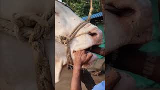 Wah ustad ji wah rooftop farming pets vet animals love earn farm [upl. by Portie]