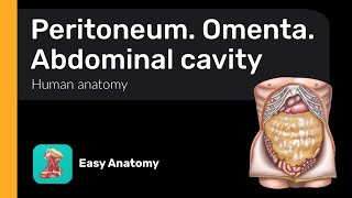 Peritoneum  Omenta  Abdominal cavity  Anatomy amp Function [upl. by Shaffer]