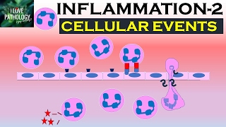 INFLAMMATION Part 2 Cellular Events Leukocyte Recruitment [upl. by Fleur]