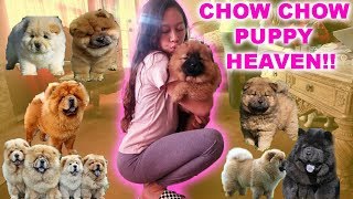 WE GOT A PUPPY  CHOW CHOW RESCUE HOME [upl. by Hopper]