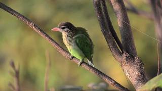 Whitecheeked Barbet [upl. by Jovitta945]