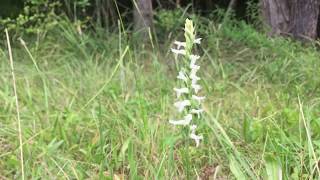 Spiranthes incurva the Sphinx ladies tresses [upl. by Ricketts]