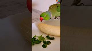 Cute Parrot Mittu Eating talkingparrot mittu parrot food indianringneck [upl. by Etnelav215]