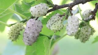 White Mulberry Fruit Health Benefits [upl. by Fifi]