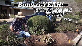 Sumo Sized Yaupon Holly Dig  BonsaiYEAH [upl. by Oidualc]