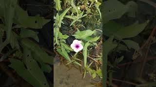 কলমি শাকের ফুল। Ipomoea aquaticariver spinachwater morning glorywater convolvulusSwamp cabbage [upl. by Alastair]