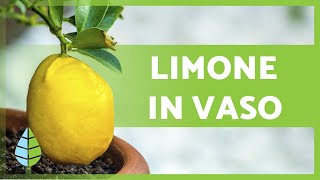 Come prendersi cura di un LIMONE in VASO 🍋🌳 Innaffiatura substrato potatura e molto altro [upl. by Ikik]