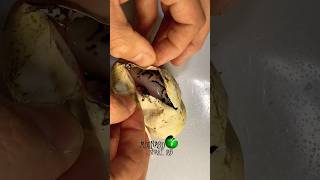 Snake egg cutting molinarosnakelab snakeeggs eggcutting ballpython python python reptiles [upl. by Ariday]