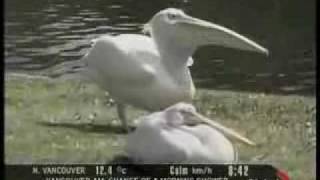 Pelican Eats a Live Pigeon [upl. by Rases]