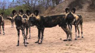 Sound of the African Bushveld Wilddog  AFRICAN WILDLIFE [upl. by Leanahtan]