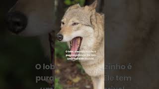 LOBO VS LINCE QUEM LEVA A MELHOR [upl. by Nolak]