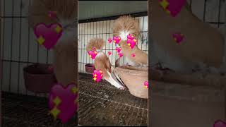 Jakobin yellow pigeon 🦜 pair khanisultan pigeon loft kpk [upl. by Enihpesoj]