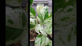 Plant vs Plant Epipremnum Marble King OR Marble Queen 🤴👸 guywithaplant epipremnum [upl. by Regni]