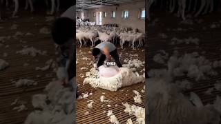 Why they are shearing sheep woolshorts facts amazingfacts viralshorts viral [upl. by Wolpert]