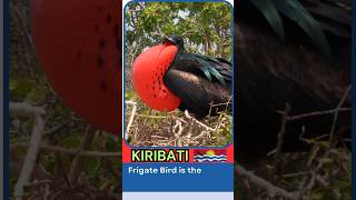 Frigate Bird 🐦 National Bird  Kiribati [upl. by Faunie]