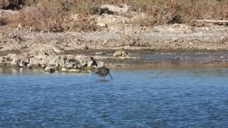 BarTailed Godwit Pittima minore Limosa lapponica [upl. by Tarra]