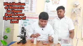 Experiment  Distribution of Stomata in Upper And Lower Epidermis  Class 10  Class 11  in Hindi [upl. by Helve482]