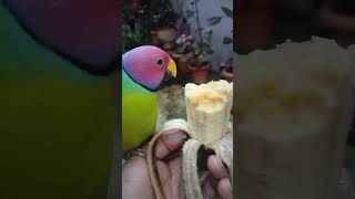 Pyar 🧿😍 trending parrot hitsong shortvideos popularsong alexandrineparrot pets pihutheparrot [upl. by Slrahc]