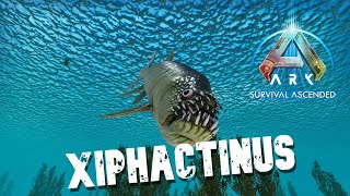 Taming A Xiphactinus  Ark Survival Ascended  The Center [upl. by Burford]