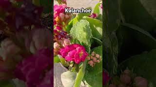 Kalanchoe Plant floweringplant beautifulflowers Rajshreecreation2024 [upl. by Assirk]