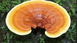 Health Benefits Of Reishi Mushroom [upl. by Laemaj]