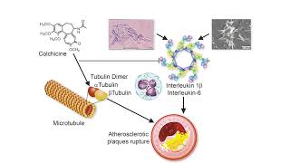 Colchicine [upl. by Dweck]