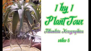 1 by 1 Plant TourTillandsia Xerographica [upl. by Meehahs]