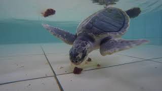 Olive ridley sea turtle enjoying her tuna feast [upl. by Porte]